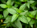 Organic Herb Plants for Pre-Order