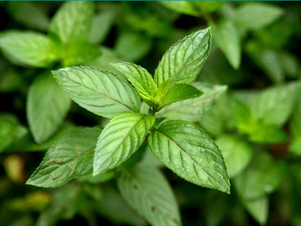 Organic Herb Plants for Pre-Order