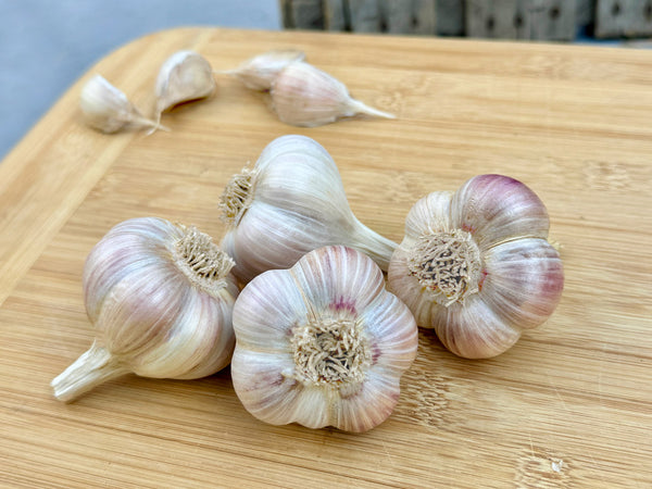 garlic plant seed Phillips Organic Seed Garlic
