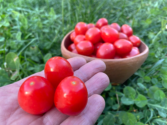 Red Grape Organic Tomatoes