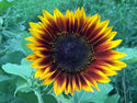 Organic Flower Plants for Pre-Order