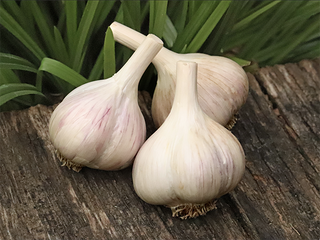 Romanian Red Organic Seed Garlic