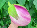 Rosa Bianca Eggplant