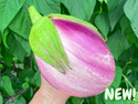 Rosa Bianca Eggplant Seeds