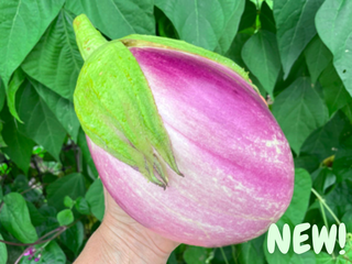 Rosa Bianca Eggplant Seeds