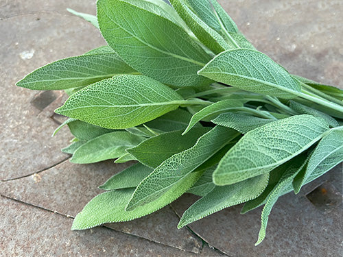 Sage herb bunch