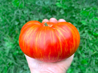 Solar Flare tomato in hand