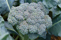 Organic Broccoli - Plants for Pre-Order