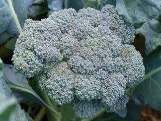 Organic Broccoli - Plants for Pre-Order