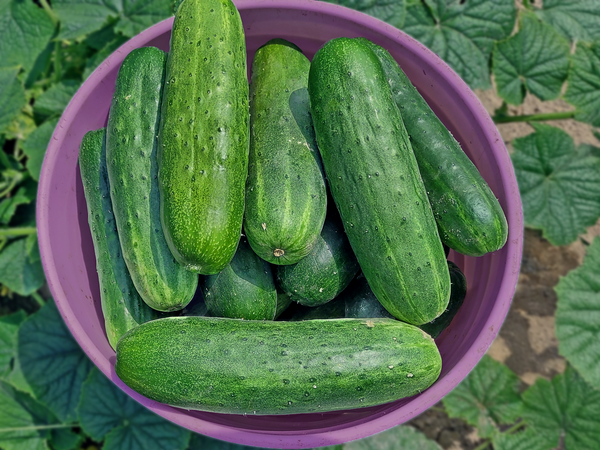 cucumber seeds for planting South Wind Organic Cucumber Seeds – Grow Abundant Disease-Free Harvests