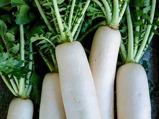 Tokinashi Daikon Radish