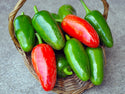 Organic Pepper Plants for Pre-Order