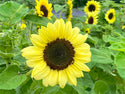 Valentine Organic Sunflower