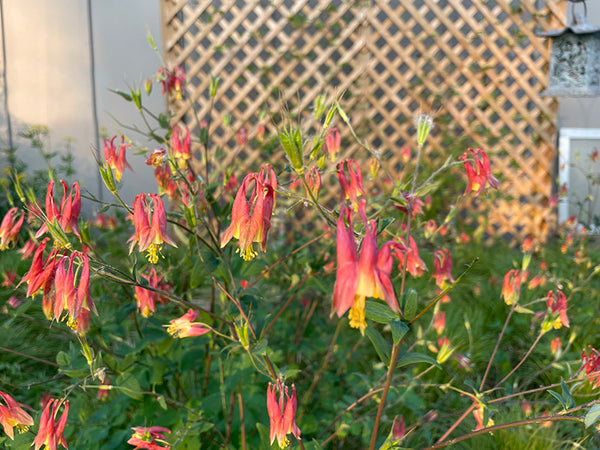 Columbine Roots Wild Columbine Seeds – Attract Hummingbirds with Vibrant Blooms ...