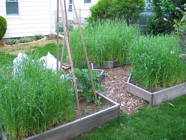 Winter Rye Farm Winter Rye Seeds – Plant to Enrich Soil and Suppress Weeds | Nature ...