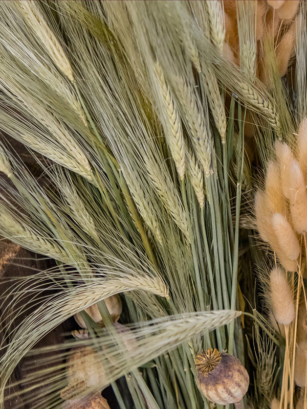 rye seeds for planting Winter Rye Seeds – Plant to Enrich Soil and Suppress Weeds