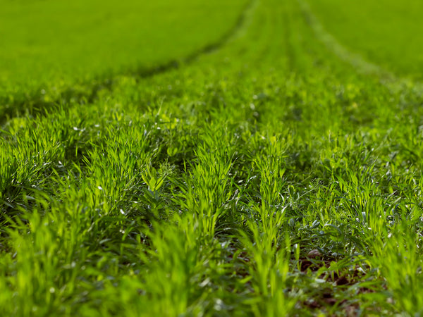 planting winter rye seed Winter Rye Seeds