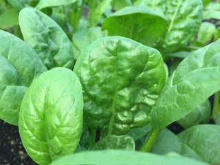 Cluster of tender green Abundant Bloomsdale spinach leaves
