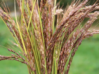 Close-up of golden Amaura Upland rice stalks ready for harvest