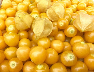 Cluster of golden Aunt Molly's ground cherries still in their papery husks