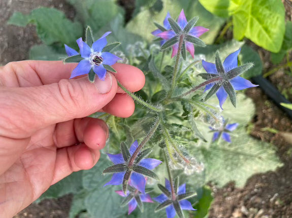 borage flower seeds Borage Organic Flower Seeds - Grow Edible Blooms for Pollinators