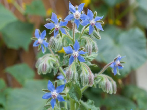 Borage Organic Flowers Seeds