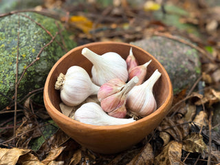 Candystriper Organic Seed Garlic