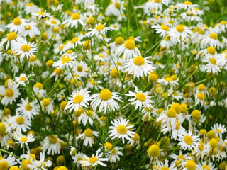 Chamomile Organic Common Seeds