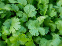 Organic Herb Plants for Pre-Order