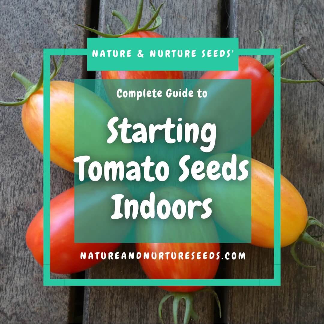 Everything that you wanted to know about starting tomato seeds indoors.
