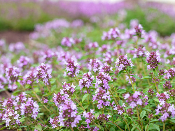 Organic Herb Plants for Pre-Order