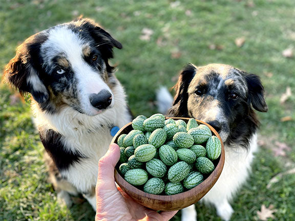 Cucamelon Organic Mexican Gherkin Seeds