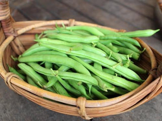 Woven basket filled with fresh green Cupidon snap beans