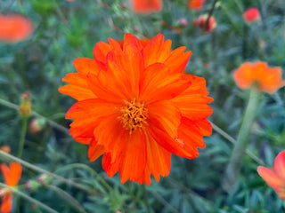 ark rare flower seeds Diablo Organic Cosmos Seeds – Attract Pollinators With Stunning Blooms