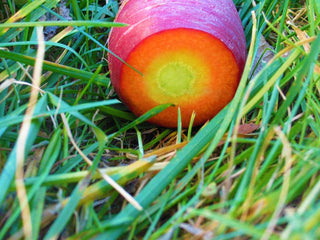 A single Dragon carrot resting in the grass after harvest
