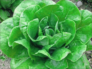 A single head of crisp green Ella Kropf lettuce