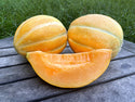 Organic Melon & Watermelon - Plants for Pre-Order