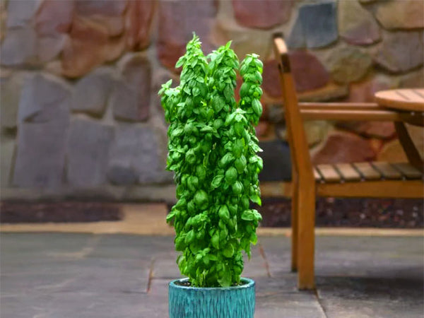Everleaf Emerald Towers Basil Seeds