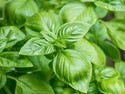 Everleaf Emerald Towers Basil Seeds