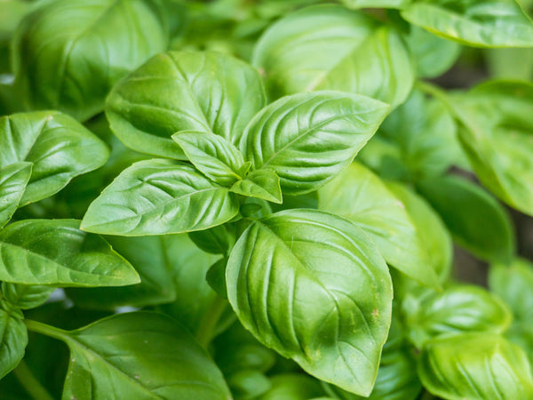 Everleaf Emerald Towers Basil Seeds
