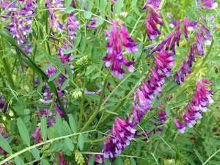 Hairy vetch cover crop in bloom with purple flowers