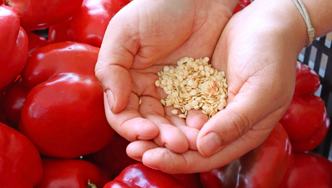 Hands holding pepper seeds 343c2669 29ff 42f8 8529 48fd889a55f3