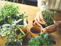 Organic Herb Plants for Pre-Order