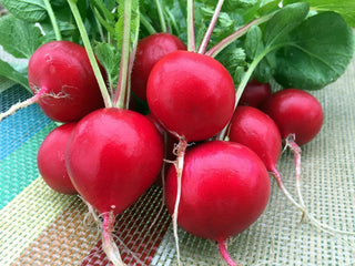 Bunch of round red Holmes Royal Red radishes with tops trimmed