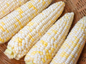 Honey Badger Organic Sweet Corn Seeds