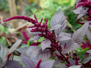 Purple-red Hopi Red Dye amaranth plant with its distinctive drooping seed heads