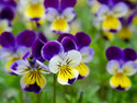 Organic Flower Plants for Pre-Order
