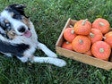 Kindred Orange Buttercup Winter Squash Seeds