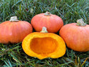 Kindred Orange Buttercup Winter Squash Seeds