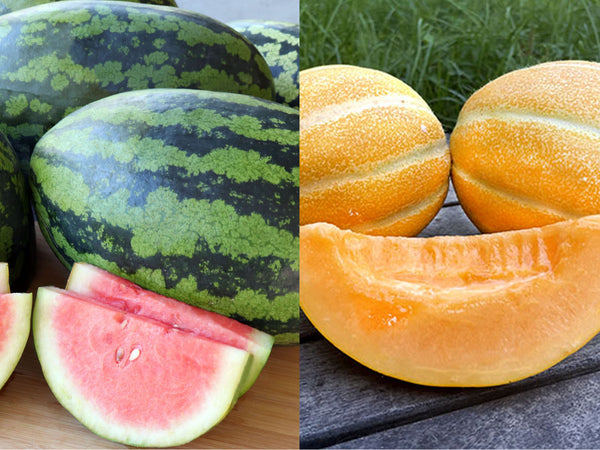 Organic Melon & Watermelon - Plants for Pre-Order